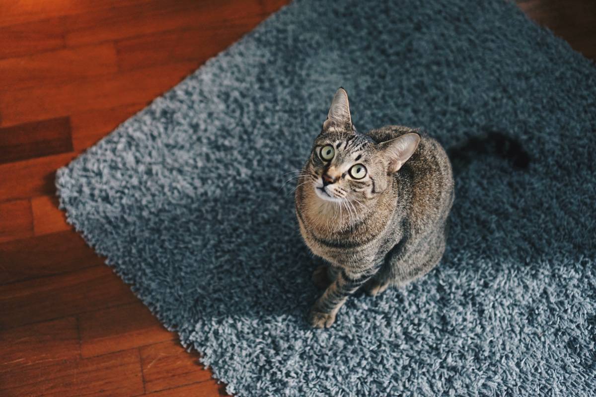 Useful Tips for Removing Pet Hair and Stains from Your Rug
